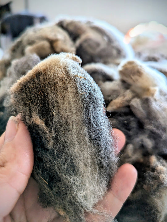 Columbia/Rambouillet Roving | Dark Chocolate Brown/Cream/Black | 1oz Wool