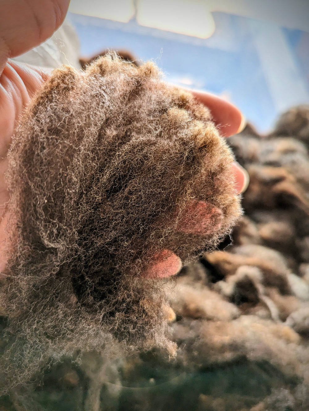 Corriedale Roving | Dark Chocolate Brown/Black | 1oz Wool