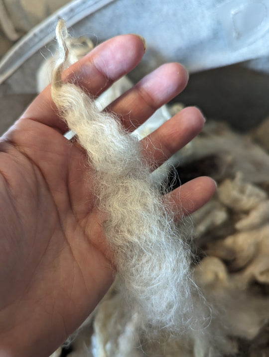 Shetland Roving | Natural White/Cream | 1oz Wool